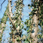 portra_03.jpg
