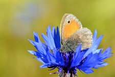 comp_DSC_8838.jpg