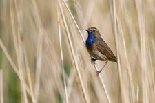 Blaukehlchen_8.jpg
