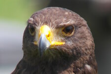 SAM_4030_crop.JPG