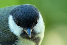 Kohlmeise--20130616-3545.jpg