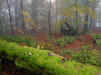 Herbstwald_2.jpg