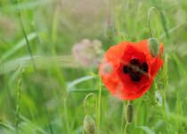 comp_rz20130613 Unterwges zum Gleitsch 5.jpg