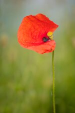 DSC_4920-3 k.JPG