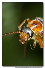 Makro_0029.jpg