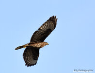 Flugstudie Buteo 1.jpg