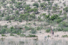 Animalscape Giraffe.jpg