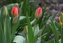 tulpen1.jpg