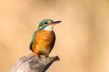 2015-12-26_IMG_1989_Eisvogel.jpg