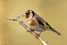 comp_DSC_75272.jpg