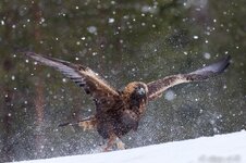A27O9994-1.jpg