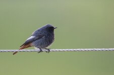 IMG_1950-convs.jpg