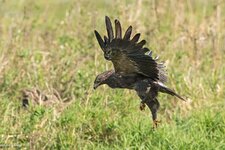 comp_DSC_33032.jpg