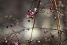 IMG_0032_dpp.JPG