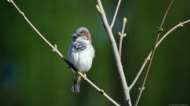 comp_DSC_9284_DxO.jpg