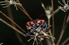 2010-08-03_DSC_4304_Streifenwanze.jpg