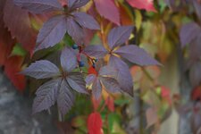 herbst2012-3.JPG