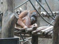 Zoo Leipzig 2007-12-20-19-13_IMG_0059.jpg
