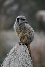 Zoo Leipzig 2007-12-20-13-35_IMG_9366.jpg