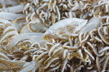 _MG_5045_Porcelain_Crab.jpg