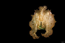 _MG_4512_Cuttlefish.jpg