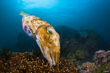 _MG_6542_Cuttlefish.jpg