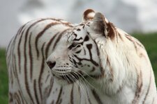 WhiteTiger_455_8.0.JPG