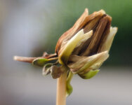 Tokina-28mm-2.8-RMC-03-Crop.jpg