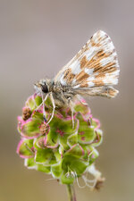 Würfel-Dickkopffalter (Pyrgus malvae)_Q22A9207.jpg