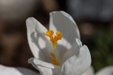 0 - Blume Weiss 2.jpg