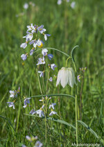 Schachbrettblume weiß.jpg