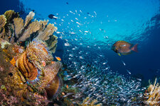 _MG_4215_Coral_Garden.jpg