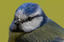 Crop-2233.jpg