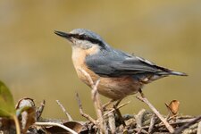 compIMG_9422.jpg