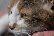 Nikon D5-5186-3.jpg