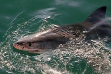 Weißer Hai - Great white shark (Carcharodon carcharias)7.jpg