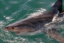Weißer Hai - Great white shark (Carcharodon carcharias)8.jpg