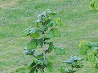 DSCF5005-1.jpg