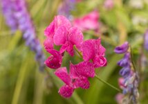 Bluete-im-Regen--20130629-3919.jpg