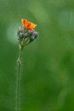 IMG_5027.jpg