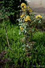 170421-11-56-57_XF56-EBV.jpg
