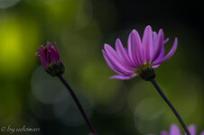 _D_41563.jpg