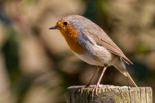 compIMG_9282.jpg