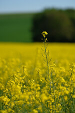DSCF1613.jpg