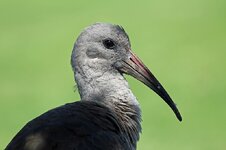 Hadada Ibis (Bostrychia hagedash)b.jpg