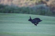 dslrtexel-hase27.5.17-1.jpg