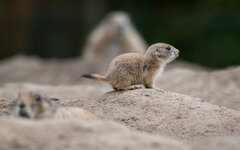 VZ_Naturzoo_Rheine-1902-Bearbeitet.jpg