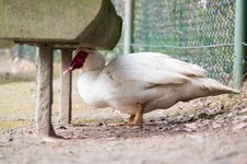 Ente.jpg