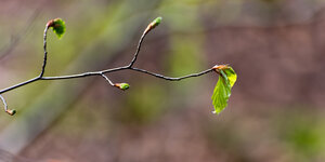 Buchengrün 02 1200x600.jpg