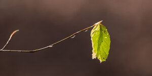 Buchengrün 03 1200x600.jpg